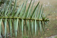 Cunninghamia lanceolata