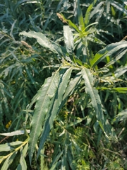 Salix viminalis
