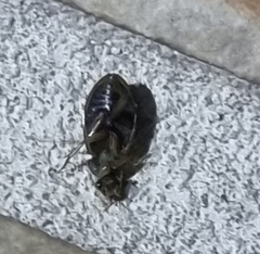 Pycnoscelus surinamensis