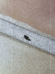 Pycnoscelus surinamensis