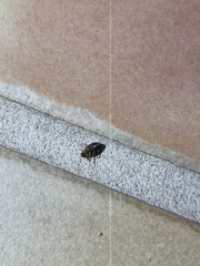 Pycnoscelus surinamensis