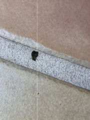 Pycnoscelus surinamensis