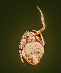 Araneus rotundulus
