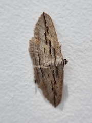 Austrocidaria gobiata