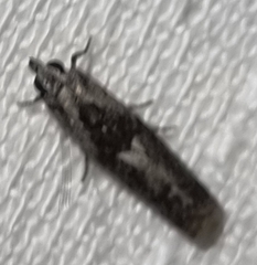 Nomophila corticalis