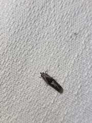Nomophila corticalis