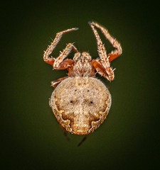 Araneus rotundulus