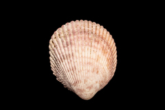 Vasticardium assimile