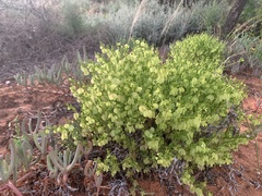 Zygophyllum