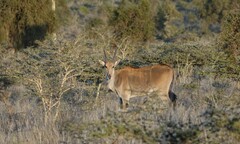Tragelaphus oryx pattersonianus