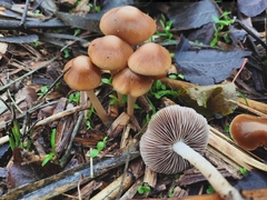 Psathyrella spadiceogrisea