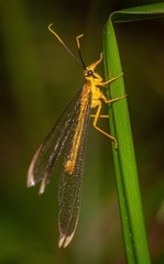 Nymphes