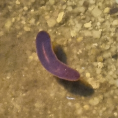 Limnostylochus