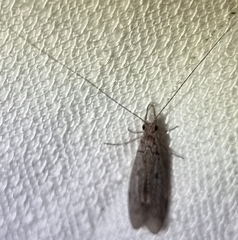 Triplectidinae
