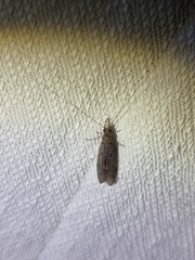 Triplectidinae