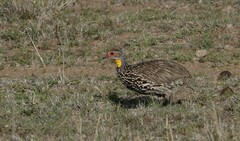 Pternistis leucoscepus