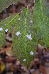 Tischeria ekebladella