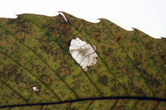 Tischeria ekebladella