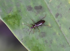 Statira