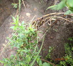 Wahlenbergia krebsii