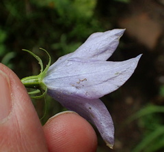 Wahlenbergia krebsii