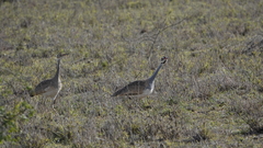 Eupodotis senegalensis
