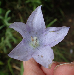 Wahlenbergia krebsii