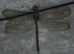 Gynacantha dravida
