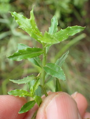 Wahlenbergia krebsii