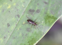 Statira