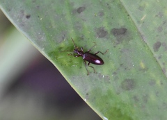 Statira