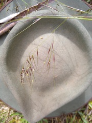 Austrostipa rudis