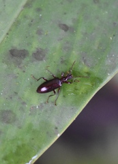 Statira