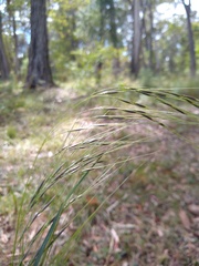 Austrostipa rudis