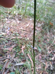 Austrostipa rudis