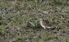 Passer rufocinctus