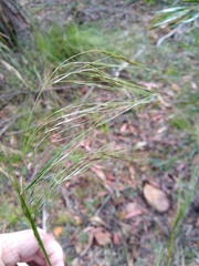 Austrostipa rudis