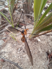 Leptotarsus clavatus