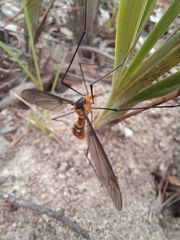 Leptotarsus clavatus