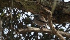 Pseudonigrita arnaudi