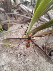 Leptotarsus clavatus