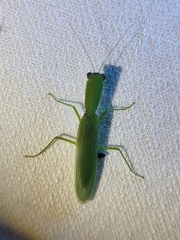 Orthodera ministralis
