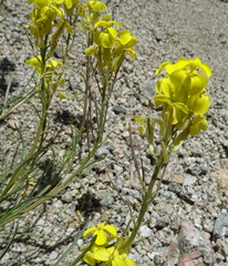 Erysimum flavum altaicum