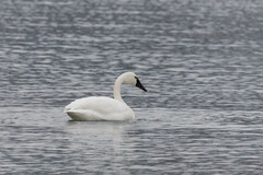 Cygnus columbianus columbianus