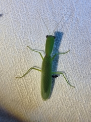 Orthodera ministralis