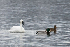 Cygnus columbianus columbianus