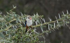 Halcyon leucocephala