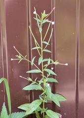 Epilobium adenocaulon