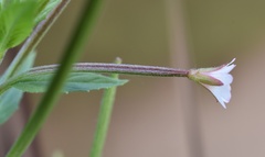 Epilobium adenocaulon