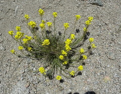 Erysimum flavum altaicum